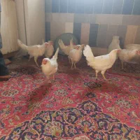 مرغ سفید|حیوانات مزرعه|بن, |دیوار