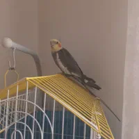 عروس هلندی|پرنده|رشت, معلولین|دیوار