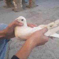 کفتر برشی به شرت تضمینی ساعت سنگین