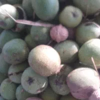 گردو درجه یک