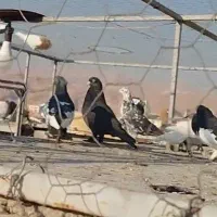 سیاه هل پاپر