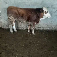 گاو گوساله نر