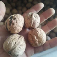 گردو|خوردنی و آشامیدنی|اصفهان, آزادان|دیوار
