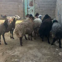 میش جوان کاورتقلی