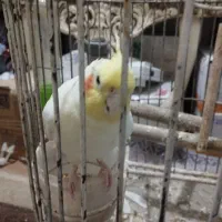 عروس هلندی