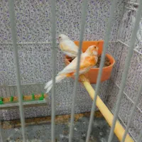 قناری|پرنده|مشهد, کوی سیدی|دیوار