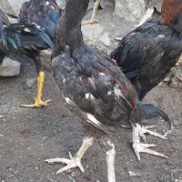 انواع جوجه لاری و خروس (نمین)|حیوانات مزرعه|اردبیل, |دیوار