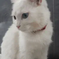گربه سفید دورکه|گربه|مشهد, هفده شهریور|دیوار