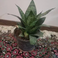 گل سانسوریا