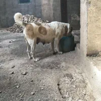 ماده خراسانی|سگ|قم, کلهری|دیوار
