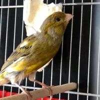 قناری نر ابلغ سبز چمنی مست قرص بخون صدا زنگی