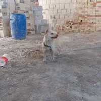 سگ پاپی اشپیتز