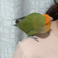 طوطی برزیلی کوتوله|پرنده|شهرکرد, |دیوار