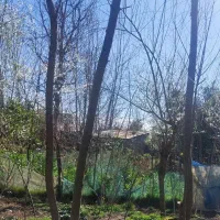 475متر(مجوزساخت خانه ویلایی دارد) روستا