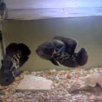 ماهی جفت اسکار مشکی...