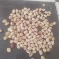 حبوبات درجه یک|خوردنی و آشامیدنی|تهران, ابوذر|دیوار