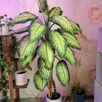 فروش استند به همراه گلدان ها|گل و گیاه طبیعی|دوگنبدان, |دیوار