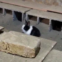 خرگوش سفید مشکی