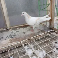 کبوتر پرشی|پرنده|خرمدشت, |دیوار