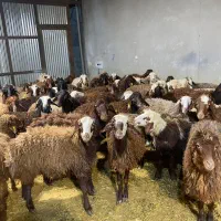 فروش بره افشار درجه یک|حیوانات مزرعه|اصفهان, جلوان|دیوار