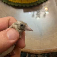 جوجه سهره
