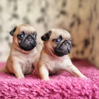 پاگ نخودی و مشکی