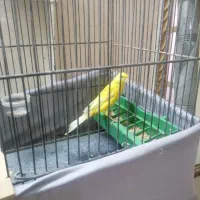 قناری نر سوپری|پرنده|فردیس, شهرک شهید حسینی|دیوار