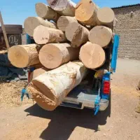 نهال۳و۴ساله پسته گردوبادام‌‌شلیل سیب ، کبوده صنوبر