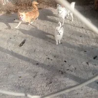 ۲ عدد سگ پامرین|سگ|قزوین, |دیوار