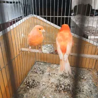 قناری|پرنده|نقده, |دیوار