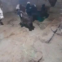 کهره نر چاق رامهرمز