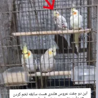 دوجفت عروس هلندی رویه عکسا توضیحاتو بخونین|پرنده|حویق, |دیوار