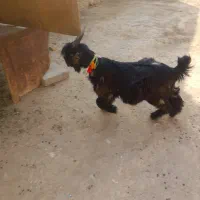 بیگ ختمی|حیوانات مزرعه|ایذه, |دیوار