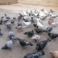 57تا کبوتر|پرنده|بوشهر, |دیوار