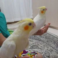 عروس هلندی|پرنده|تهران, امام زاده عبدالله|دیوار