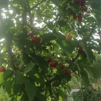 6300 متر و 50 هزار متر مناسب صنعتی،کشاورزی،گلخانه|فروش دفتر صنعتی، کشاورزی، تجاری|تهران, سوهانک|دیوار
