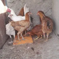 جوجه محلی|حیوانات مزرعه|شیراز, شهرک مهدی‌آباد|دیوار
