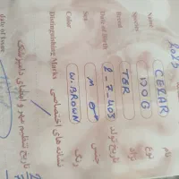 سگ کاملا ساکت تمیز|سگ|کرمانشاه, |دیوار