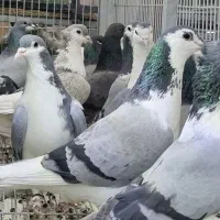 ۴۰ عدد نروماده