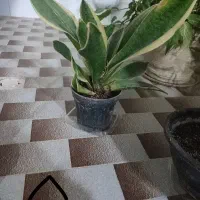 تعدادی گل ارزان|گل و گیاه طبیعی|میبد, |دیوار