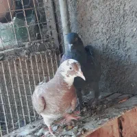 کفتر|پرنده|قم, چهل درخت‎|دیوار