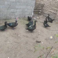 سیکا خارجی و غاز و اردک اصیل