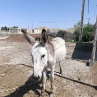 الاغ ماده
