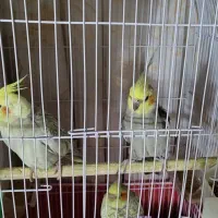 فروش عروس هلندی جفت