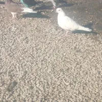 چندجفت کبوتر۰|پرنده|ایرانشهر, |دیوار