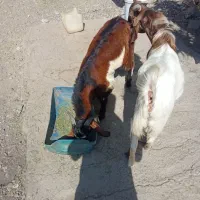 2عدد چپشت پاکستانی چاق به فروش می رسد|حیوانات مزرعه|میناب, |دیوار