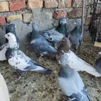 سبزمگس و رنگی