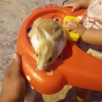 خرگوش نر|موش و خرگوش|بندر امام خمینی, |دیوار