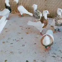 کبوتر|پرنده|مشهد, امام رضا (ع)|دیوار