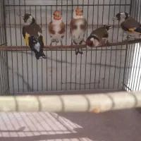 سهره نقاب اروپایی(پرتقالی)